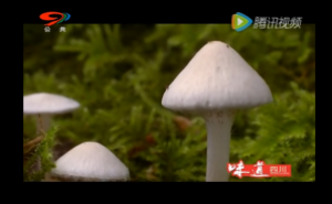 《川菜调味》——松茸