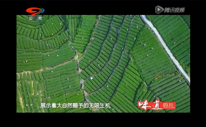 《味道四川》——茶