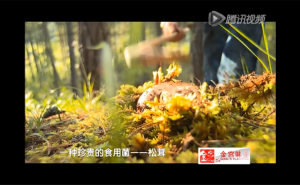 《味道四川》——松茸