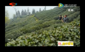 以茶为谋以节会友 蒙顶山茶文化旅游节开幕