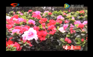 蜀国鹃都旅游节开幕 成都再添游玩好去处