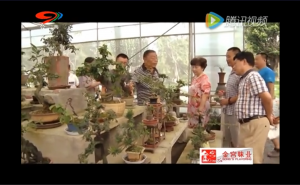 备战第七届四川省盆景展 会长率队考察调研
