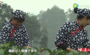 《蜀韵》——在茶田寻找心中的“世外桃源” 