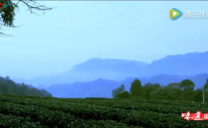 《蜀韵》——来到名山茶田感受绿意盎然的世界