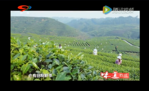 《蜀韵》——走进茶叶故乡——雅安名山