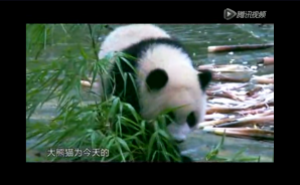 《蜀韵》——动物“活化石”大熊猫