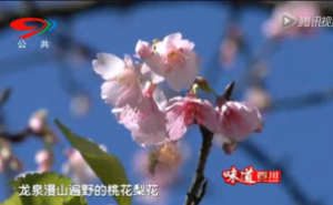 《蜀韵》——龙泉