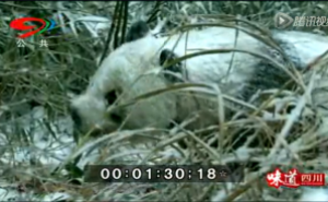 《蜀韵》——国宝大熊猫