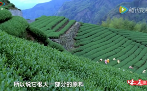 《茶道》——养生白茶