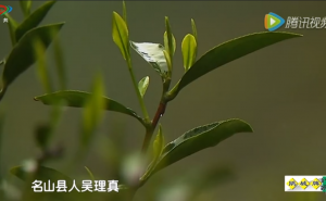《茶道》——徐公茶