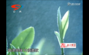 《茶道》——春茶
