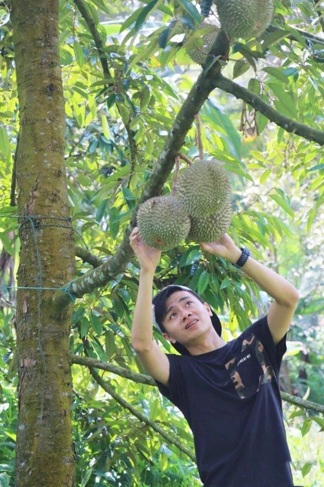 王者风范，极品品鉴，花落蓉城，猫王旗舰——庆祝“马来西亚顶级榴莲品鉴会暨猫刺·猫山王旗舰店开业典礼”在成都隆重举行！(图6)