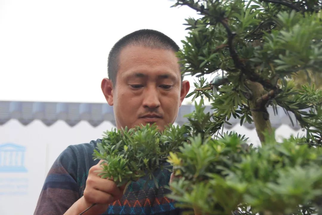 中华文化添锦绣，川派盆景铸辉煌丨川派盆景制作表演——温江盆协(图5)