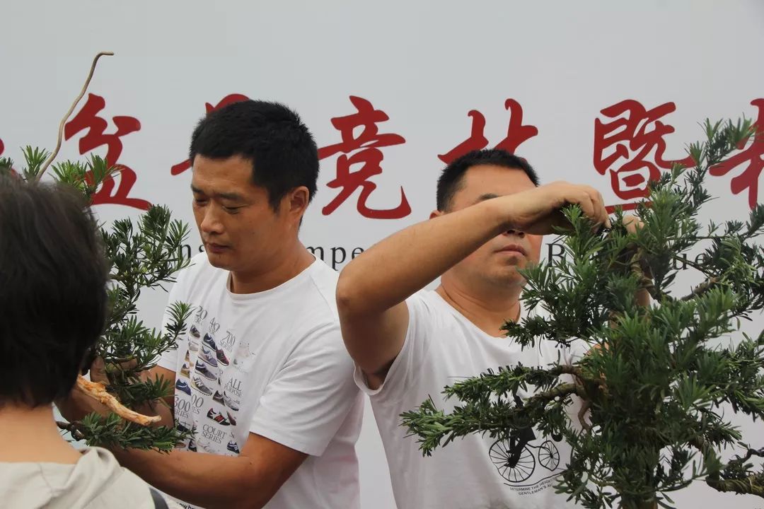 中华文化添锦绣，川派盆景铸辉煌丨川派盆景制作表演——郫县盆协(图3)