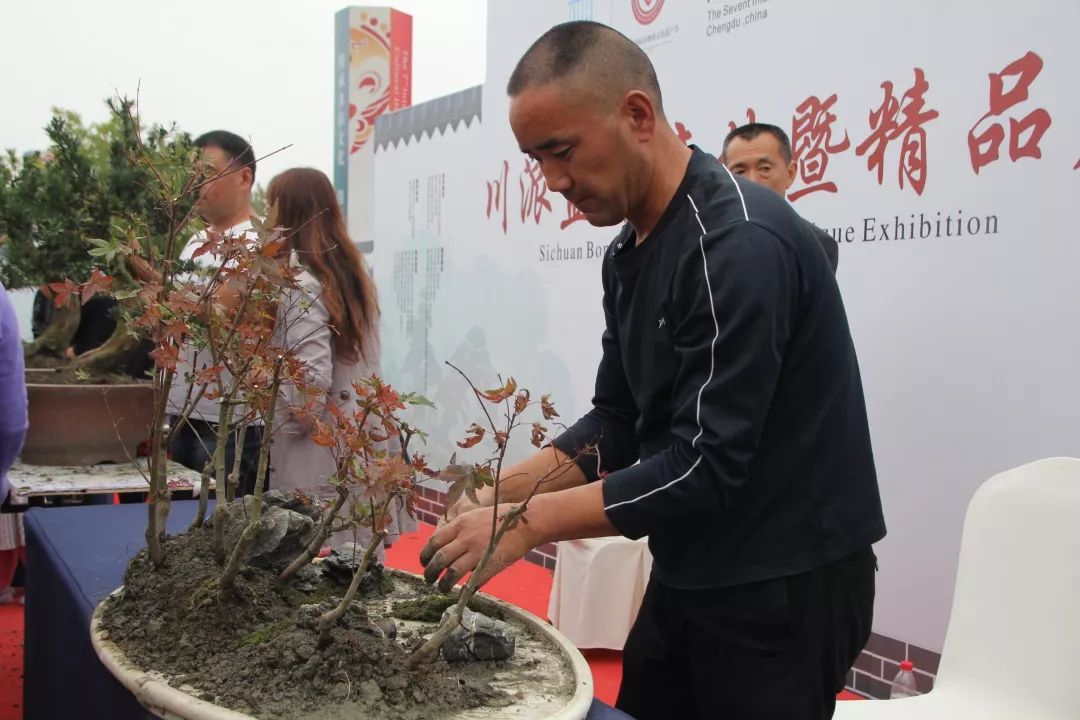 中华文化添锦绣，川派盆景铸辉煌丨川派盆景制作表演——郫县盆协(图5)