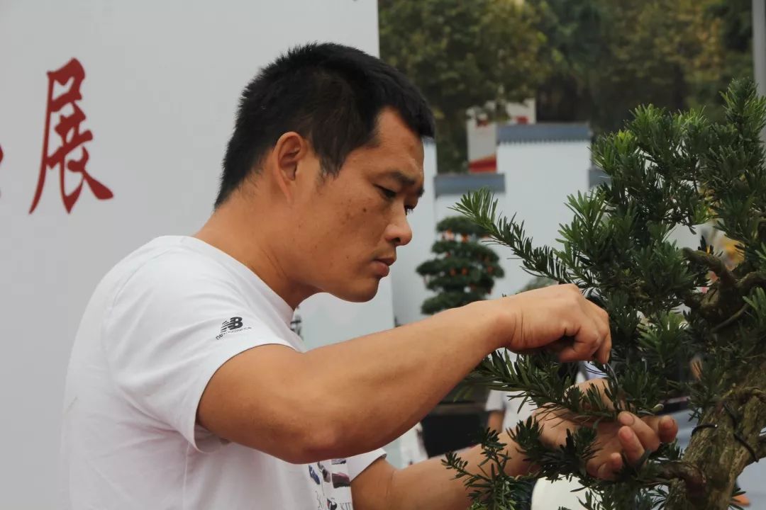 中华文化添锦绣，川派盆景铸辉煌丨川派盆景制作表演——郫县盆协(图6)