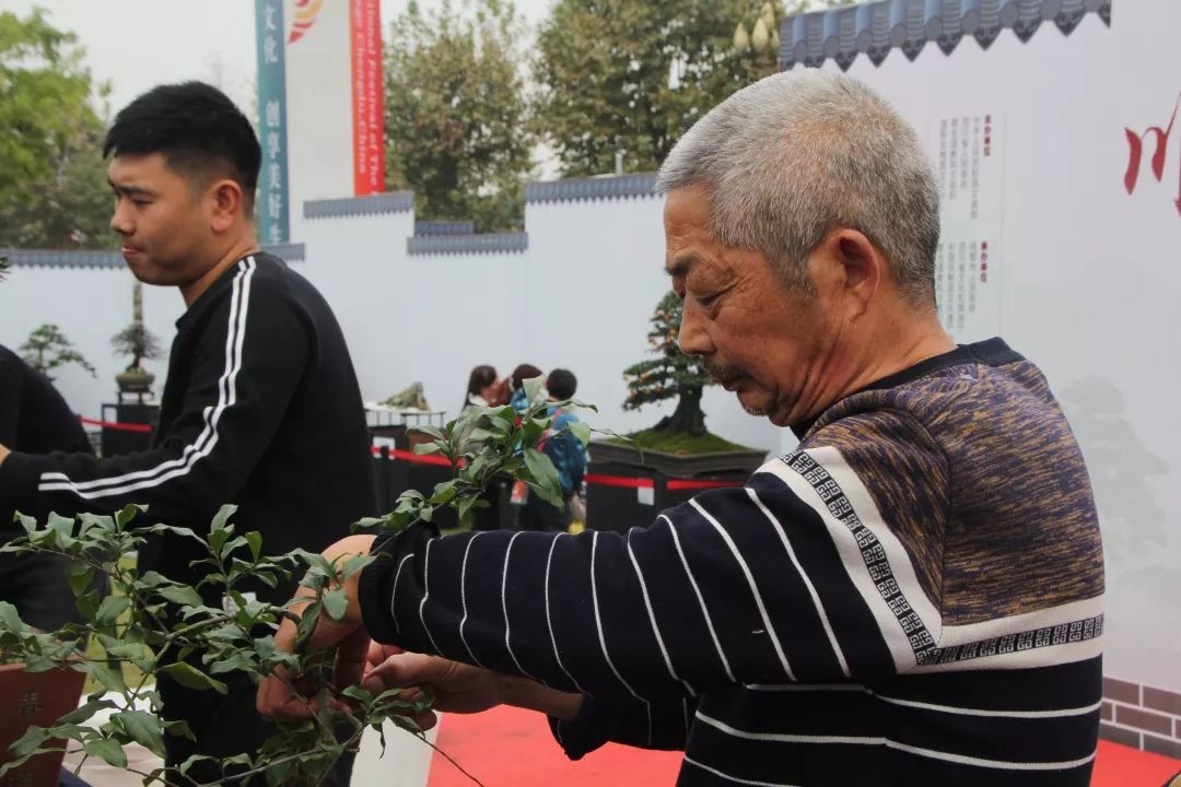 中华文化添锦绣，川派盆景铸辉煌丨川派盆景制作表演——都江堰安龙盆协(图4)