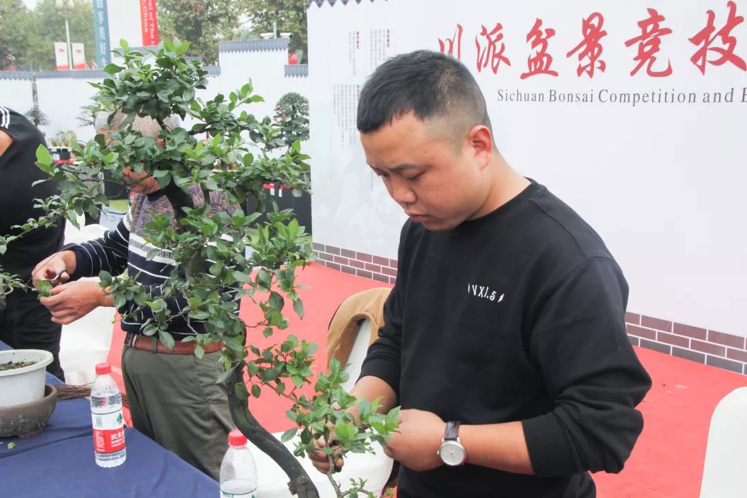 中华文化添锦绣，川派盆景铸辉煌丨川派盆景制作表演——都江堰安龙盆协(图6)