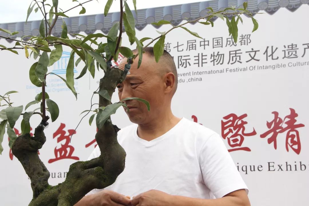 中华文化添锦绣，川派盆景铸辉煌丨川派盆景制作表演——邛崃市花木盆协(图4)