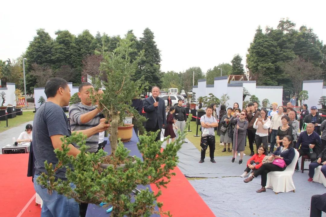 中华文化添锦绣，川派盆景铸辉煌丨川派盆景制作表演——邛崃市花木盆协(图8)