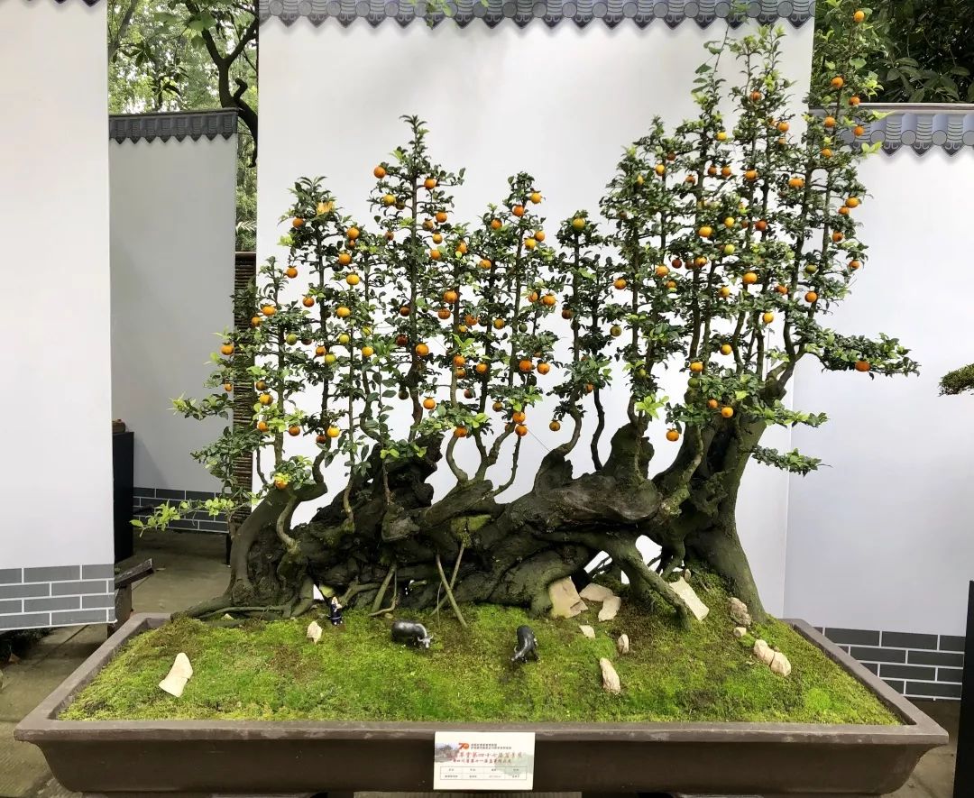 中华文化添锦绣 川派盆景铸辉煌——川派盆景精品展昨日盛大开幕！(图13)