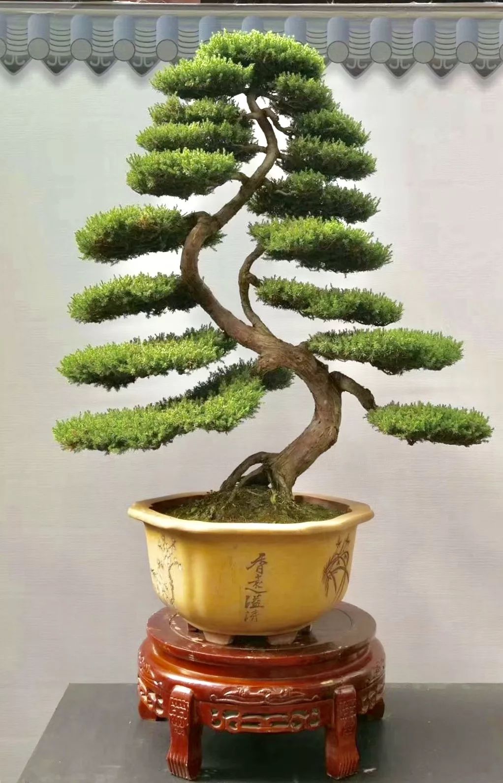 中华文化添锦绣 川派盆景铸辉煌——川派盆景精品展昨日盛大开幕！(图12)