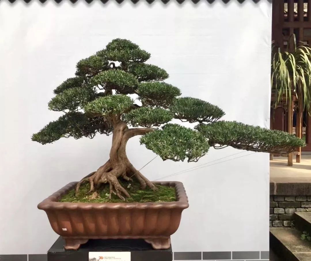 中华文化添锦绣 川派盆景铸辉煌——川派盆景精品展昨日盛大开幕！(图14)