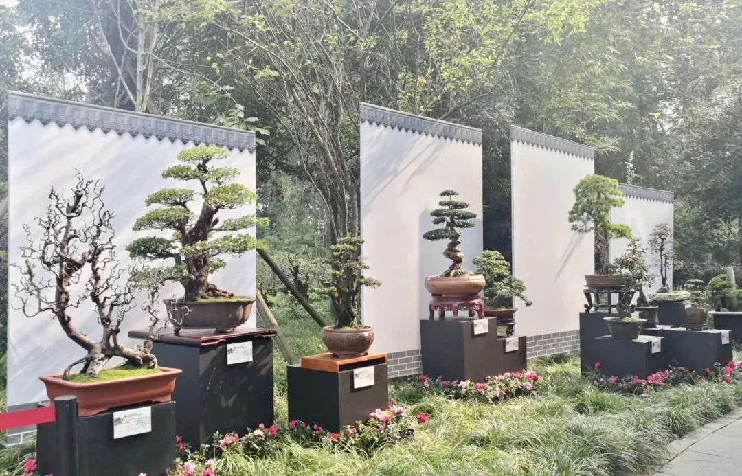 中华文化添锦绣 川派盆景铸辉煌——川派盆景精品展昨日盛大开幕！(图22)