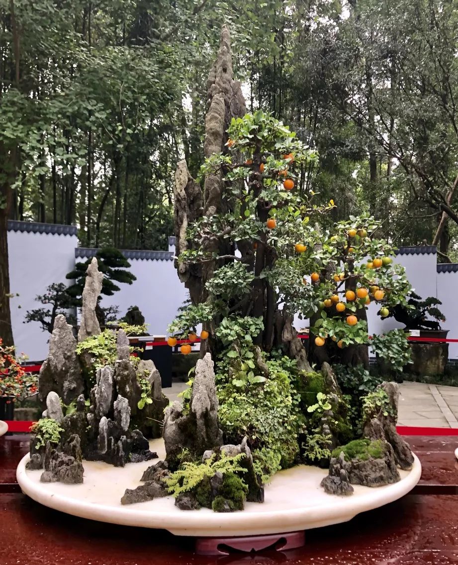 中华文化添锦绣 川派盆景铸辉煌——川派盆景精品展昨日盛大开幕！(图15)