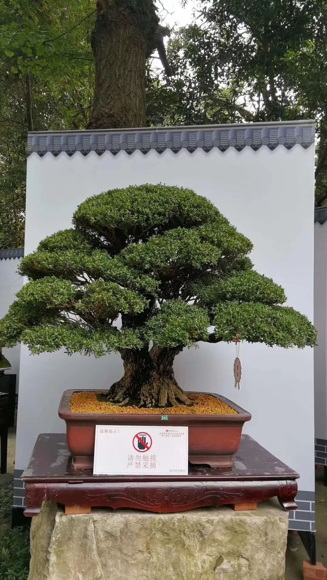 中华文化添锦绣 川派盆景铸辉煌——川派盆景精品展昨日盛大开幕！(图17)