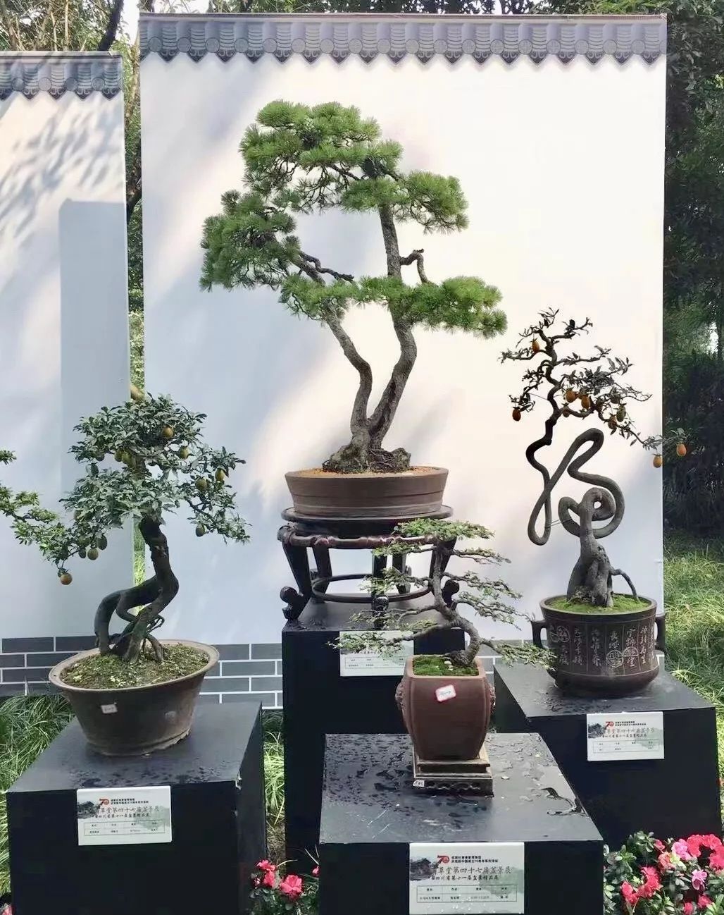 中华文化添锦绣 川派盆景铸辉煌——川派盆景精品展昨日盛大开幕！(图16)