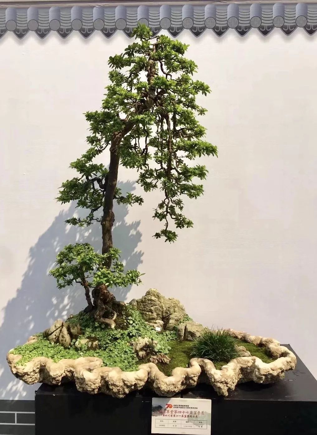 中华文化添锦绣 川派盆景铸辉煌——川派盆景精品展昨日盛大开幕！(图18)