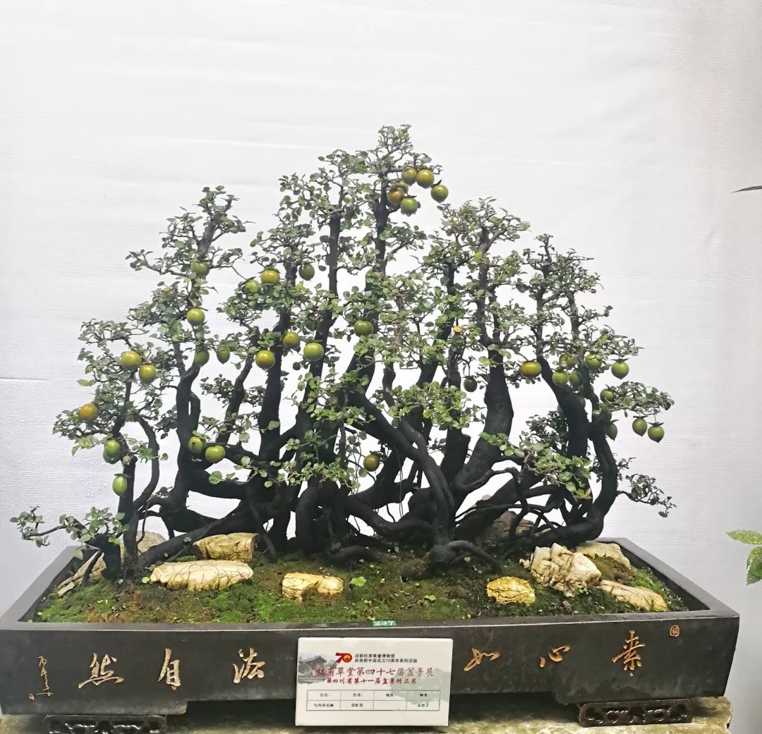 中华文化添锦绣 川派盆景铸辉煌——川派盆景精品展昨日盛大开幕！(图20)