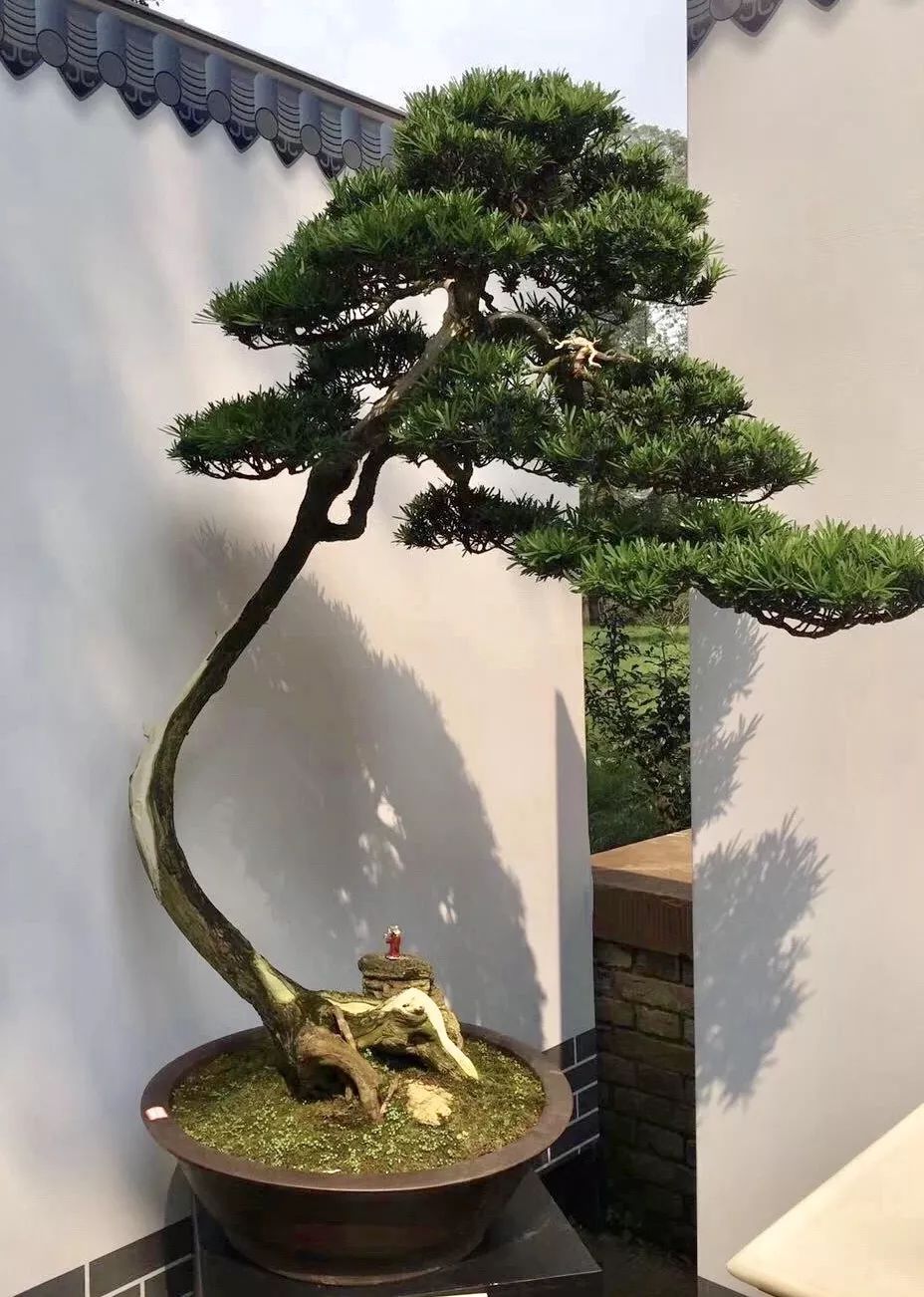 中华文化添锦绣 川派盆景铸辉煌——川派盆景精品展昨日盛大开幕！(图19)