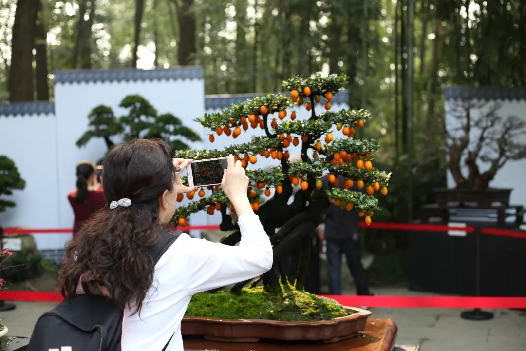 中华文化添锦绣 川派盆景铸辉煌——川派盆景精品展昨日盛大开幕！(图23)