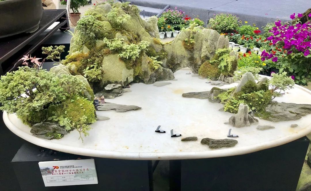 中华文化添锦绣 川派盆景铸辉煌——川派盆景精品展昨日盛大开幕！(图21)