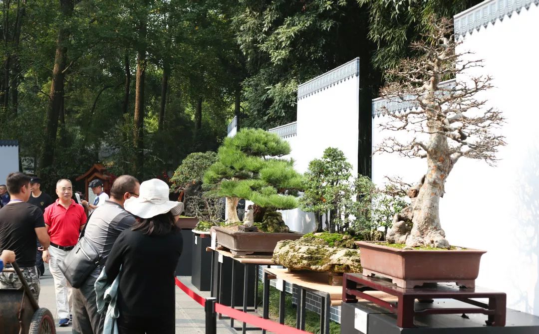 中华文化添锦绣 川派盆景铸辉煌——川派盆景精品展昨日盛大开幕！(图27)