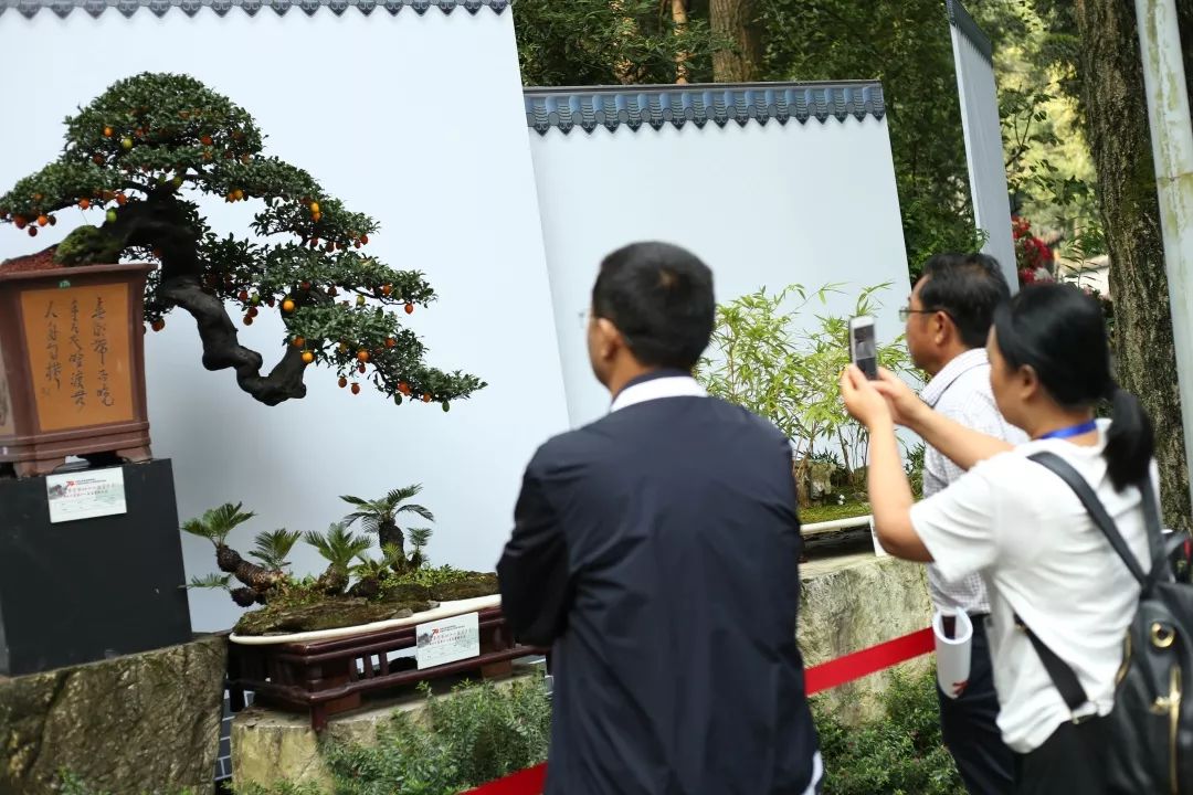 中华文化添锦绣 川派盆景铸辉煌——川派盆景精品展昨日盛大开幕！(图25)