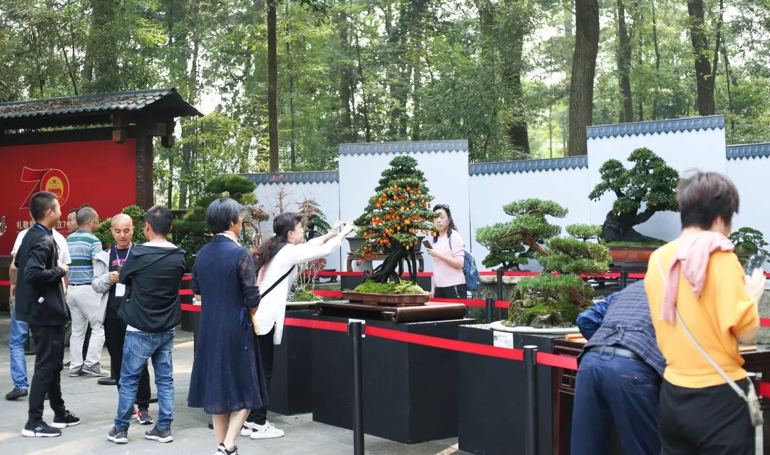 中华文化添锦绣 川派盆景铸辉煌——川派盆景精品展昨日盛大开幕！(图28)