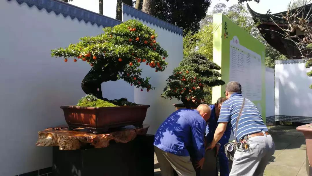 明天见！倒计时1天，优秀川派盆景作品齐亮相(图4)