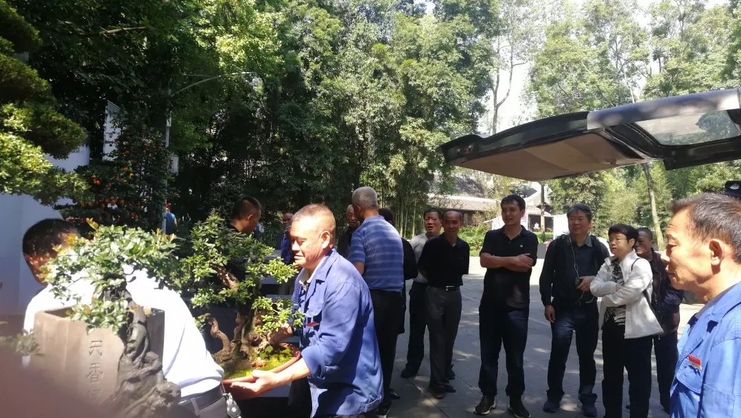 明天见！倒计时1天，优秀川派盆景作品齐亮相(图5)