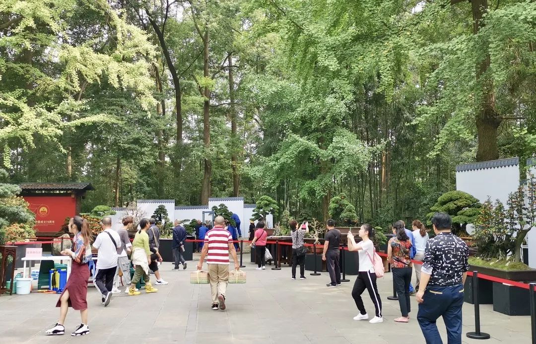 明天见！倒计时1天，优秀川派盆景作品齐亮相(图9)