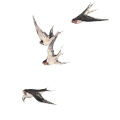 端午情浓丨在川茶府不可错过的夏季鲜食 (图8)