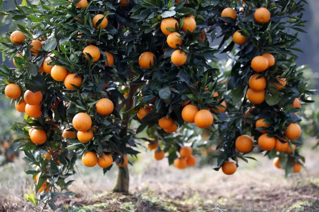 “响应国家乡村振兴战略，精准扶贫，助力美丽乡村发展”——川味中国生态果园5·1“橙香”文殊坊 (图2)