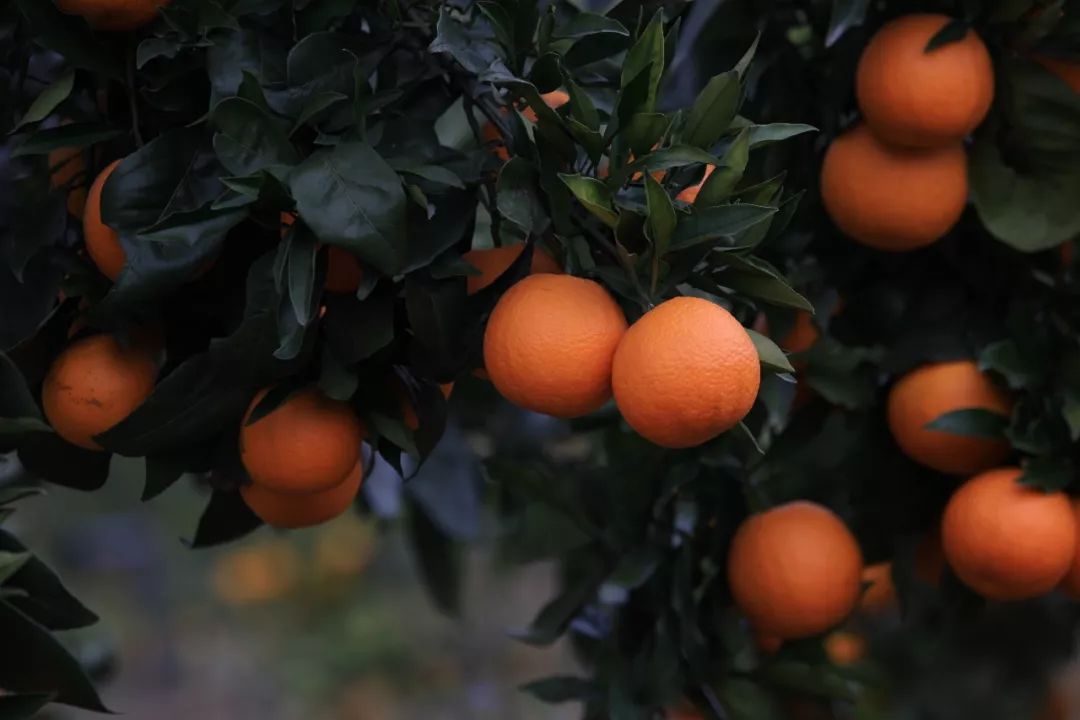 “响应国家乡村振兴战略，精准扶贫，助力美丽乡村发展”——川味中国生态果园5·1“橙香”文殊坊 (图3)