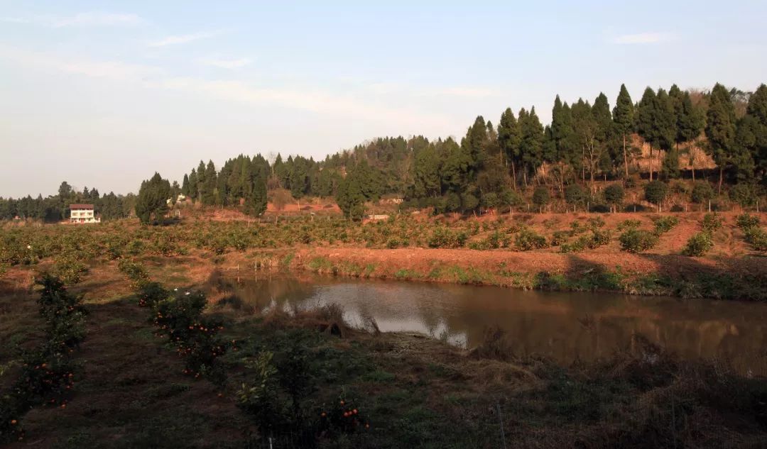 “响应国家乡村振兴战略，精准扶贫，助力美丽乡村发展”——川味中国生态果园5·1“橙香”文殊坊 (图4)