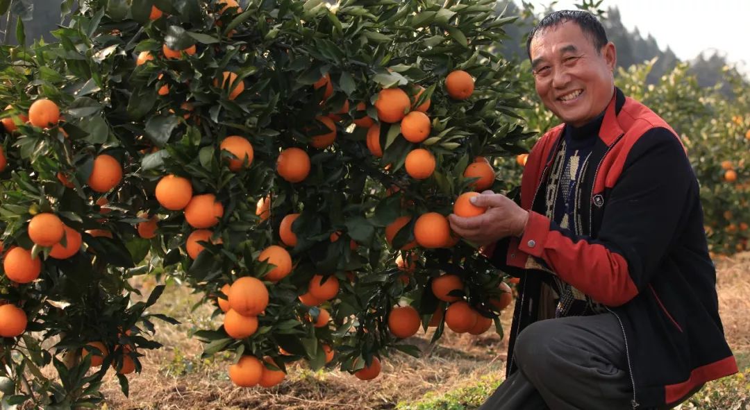 “响应国家乡村振兴战略，精准扶贫，助力美丽乡村发展”——川味中国生态果园5·1“橙香”文殊坊 (图5)