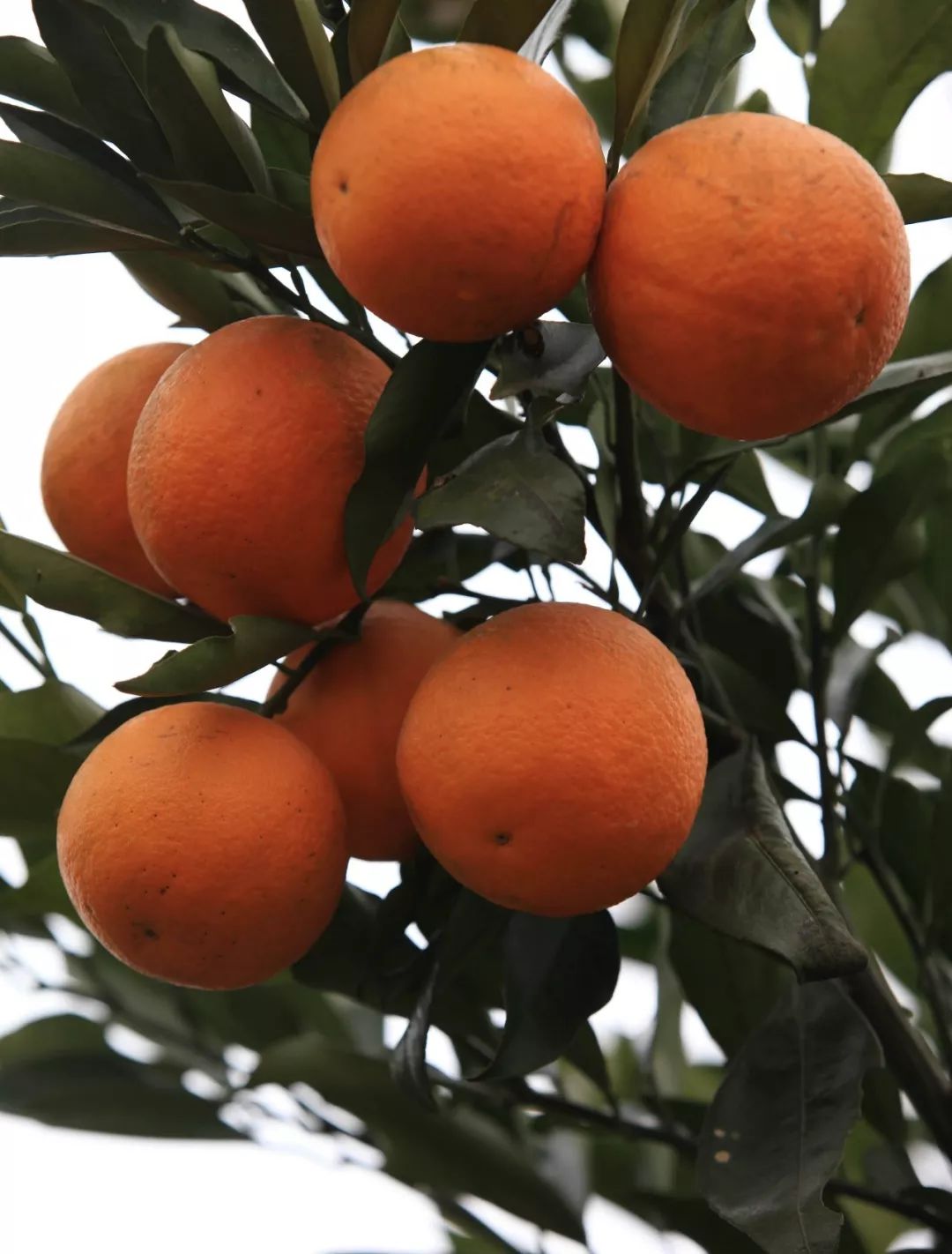 “响应国家乡村振兴战略，精准扶贫，助力美丽乡村发展”——川味中国生态果园5·1“橙香”文殊坊 (图6)