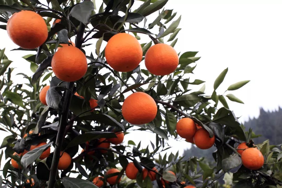 “响应国家乡村振兴战略，精准扶贫，助力美丽乡村发展”——川味中国生态果园5·1“橙香”文殊坊 (图7)