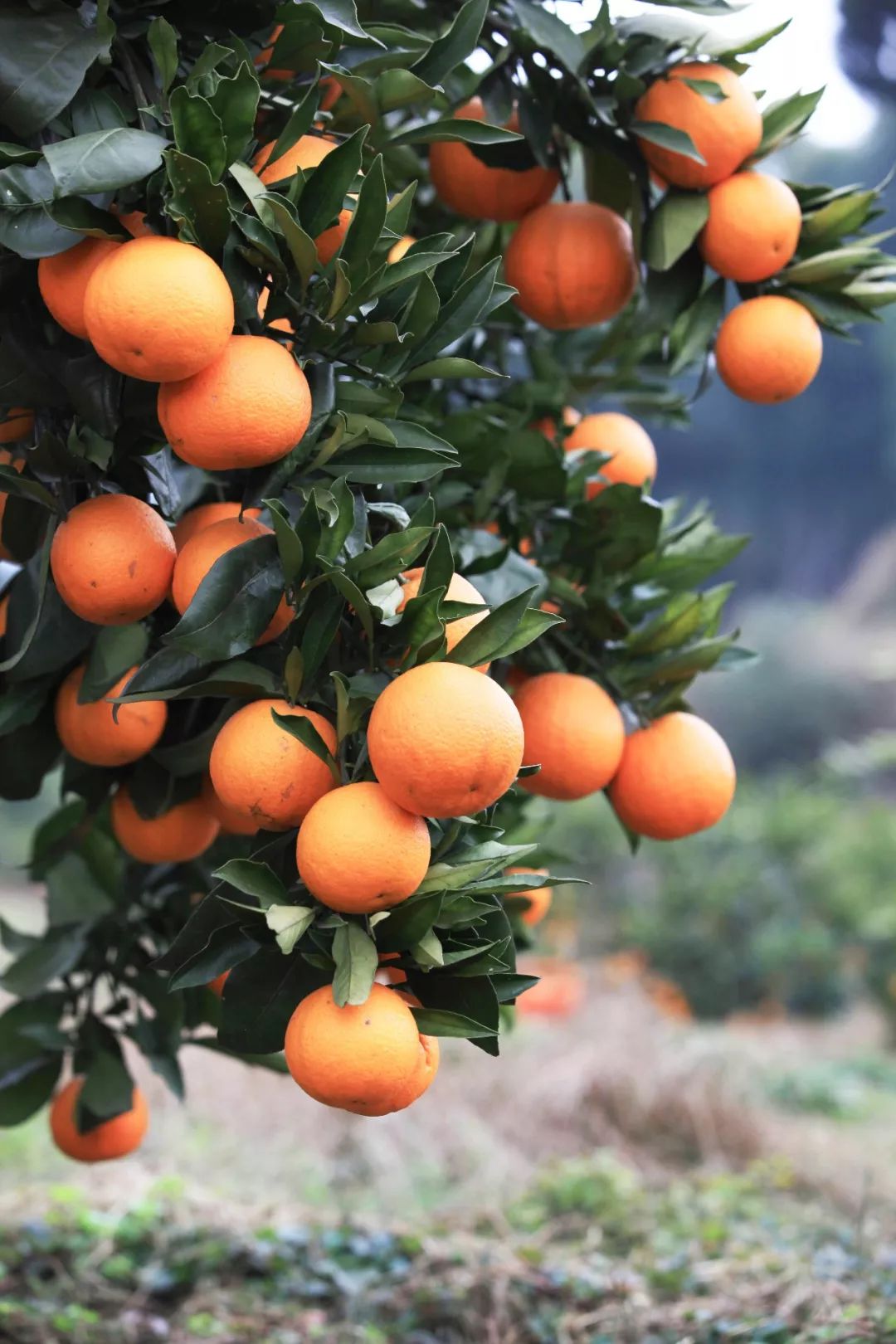 “响应国家乡村振兴战略，精准扶贫，助力美丽乡村发展”——川味中国生态果园5·1“橙香”文殊坊 (图8)